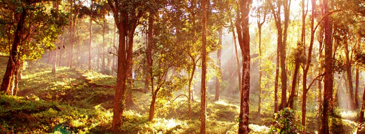 711/Deep Woods Resort - Munnar 10.jpg